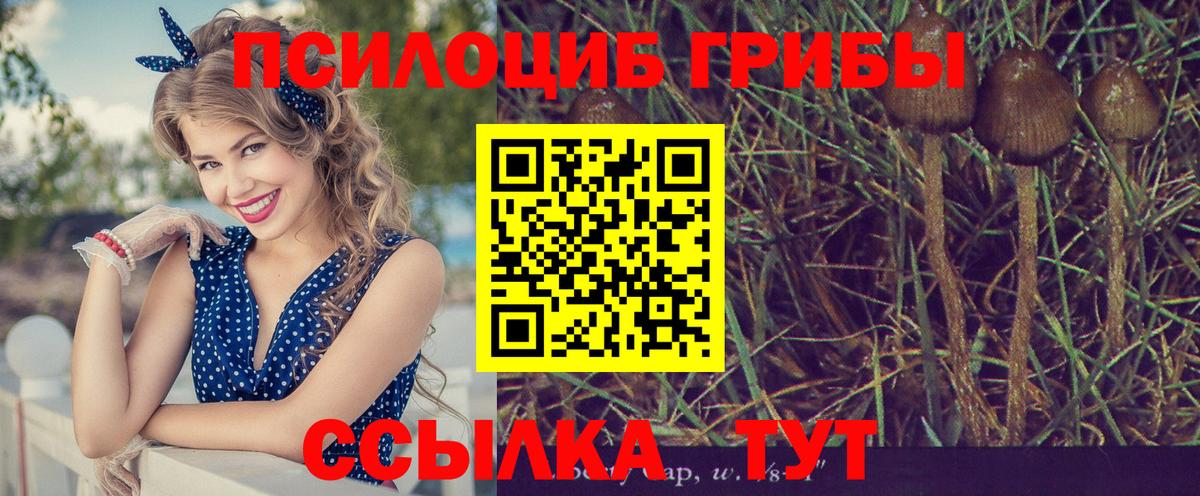 где найти   Вход с VPN  Менделеевск  Псилоцибиновые грибы Magic Shrooms 